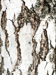 White bark on a birch as an abstract background