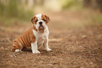 Wall Mural - Cute English bulldog puppy of red and white color on a walk in the woods. Place for the inscription. Concept: veterinary medicine, breed, dog care.