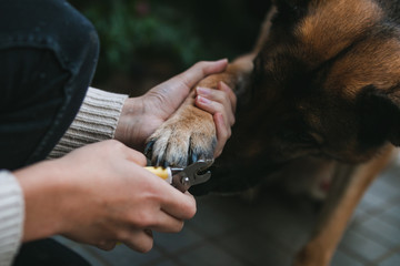 a german shepherd is getting his toenails clipped. He is being very calm and he is sniffing under his paw. The woman is holding the dog's paw and clipping the dog's nails. daily dog care is important.