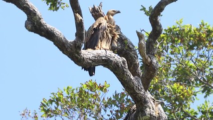 Behavior of the Himalayan vulture