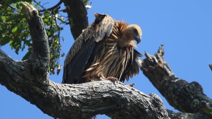 Behavior of the Himalayan vulture