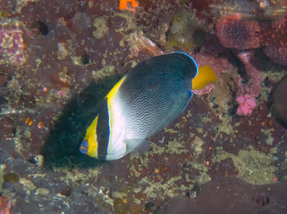 A Vermiculated Angelfish (Chaetodontoplus mesoleucus)