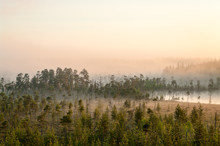 Sunrise In Evergreen Forest With Bog, Haze Over Water And Land, Northern Karelia, Russia