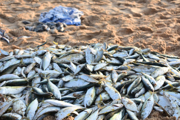 fisherman caught lot of ocean from the sea and lying on the sand