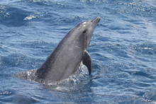 Common Bottlenose Dolphin Jumping In Reunion Island Tursiops Truncatus