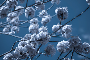 Dark blue floral background / Floral dark blue nature background.