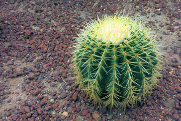 green big Golden Barrel Cactus with its sharp thorns on the ground in the garden