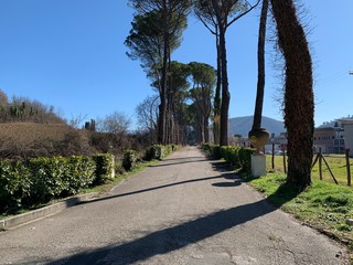 road in park