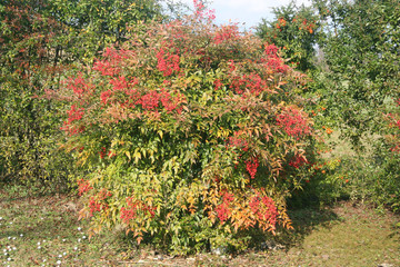 Wall Mural - Nandina domestica bush with ripe red berries in the garden. Heavenly bamboo on winter season