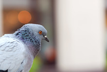 Simple Static Common Grey Pigeon Bird Head Closeup Detail, Portrait Shot From The Side. Copy Space On The Right, Blurry Background, Bokeh, Selective Focus. Birds In Cities Up Close Conceptual