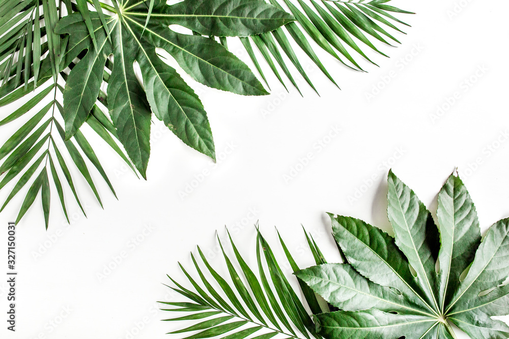 Tropical palm leaves Aralia isolated on white background. Tropical nature concept. - obrazy, fototapety, plakaty 