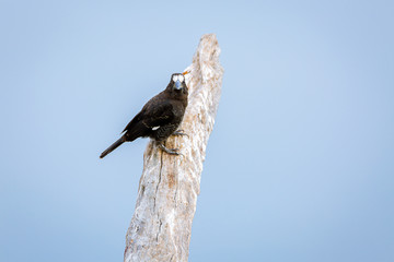 Canvas Print - Thick billed weaver