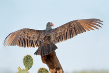 Turkey Vulture (Cathartes Aura) Wingspan, South Texas, USA