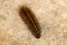 Small Hairy Caterpillar With An Orange Line