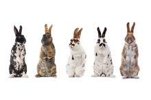Spotted Rabbits Isolated On A White Background.