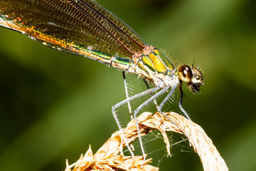 Wall Mural - closeup of a female damselfly