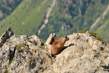 Two Marmots In The Wilderness Of The Tyrolean Alps In Austria.