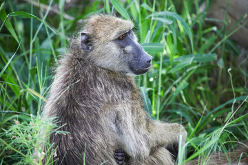 Baboon