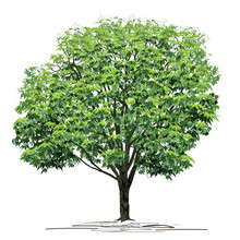 Chestnut (Castanea L.) Tree With Green Foliage In Summer
