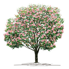 chestnut (castanea l.) tree with pink flowers