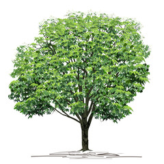 chestnut (castanea l.) tree with green foliage in summer