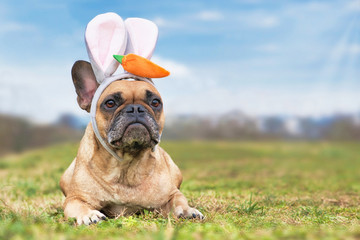 Wall Mural - French Bulldog dog dressed up as easter bunny wearing a headband with big rabbit ears and plush carrot on head lying on meadow