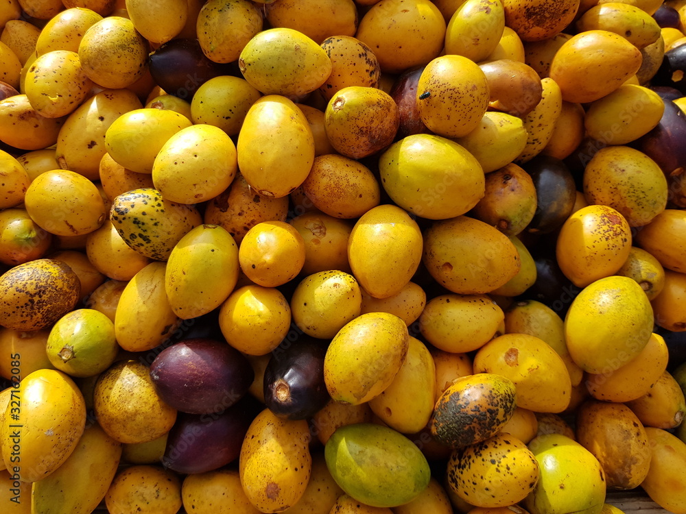 Metteniusaceae Poraqueiba sericea fruits, is a species of tree in the family ...
