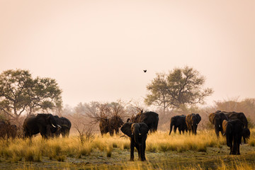 Poster - Elefant