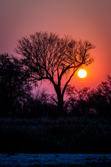 Wall Mural - Sonnenuntergang in Afrika