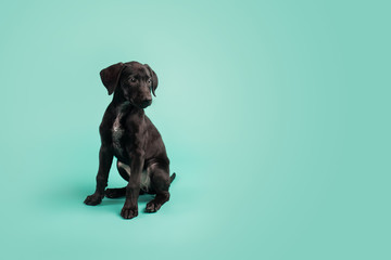 Wall Mural - Adorable Black Puppy with White Space on Colored Blue Background