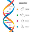 DNA e basi azotate