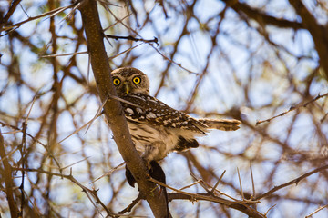 Canvas Print - African barred owlet