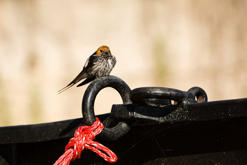 Canvas Print - Wire Tailed Swallow