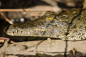 Wall Mural - Crocodile