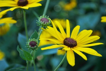 Close up of a black eyed susan daisy flower in my backyard garden