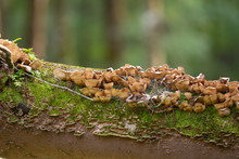 Swamp Fungi Growing On A Fallen Tree Branch