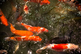 Fototapeta Do akwarium - carps swim in the pond, beautiful ornamental fish in thailand park