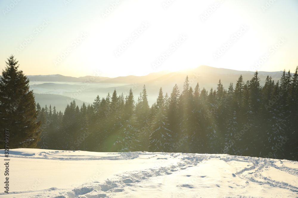 Picturesque view of conifer forest covered with snow at sunset - obrazy, fototapety, plakaty 