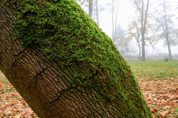 Wall Mural - Thick green moss on a tree trunk.