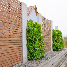 Modern Landscaping With A Cherry Laural Hedge