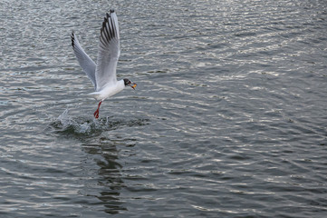 Wall Mural - Black headed seagull, Chroicocephalus ridibundus, diving for food on the water surface of a lake