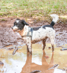 Mutt puppy playing in a muddy puddle