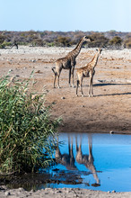 Angolan Giraffes - Giraffa Giraffa Angolensis Standing Near A Waterhole In Etosha National Park, Namibia.