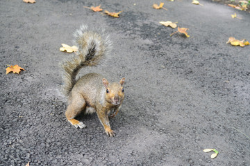 Wall Mural - Cute squirrel at fall in Montreal