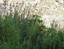 One Single Poppy Growing In A Small Meadow In Pompeii, Italy 