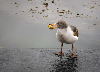 Sea gull (Larinae) bird with snail in beak on rainy day