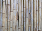 Fototapeta Dziecięca - bamboo plank fence texture for background.