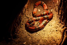Red Black Stripe Snake Sleeps In Rocks On The Ground Terrarium