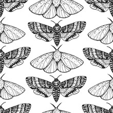 Butterfly Seamless Pattern. Engraving Design. Hand Drawn Vector Illustration. Butterfly Sketch, Vintage Background. Moth Seamless Pattern.