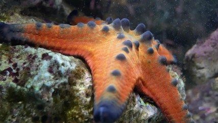 Wall Mural - Top view Star fish in pond.